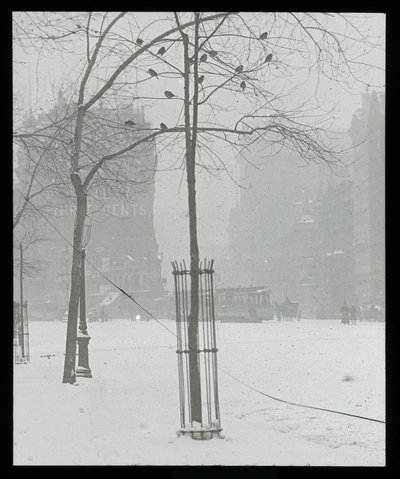 Árvore na neve, Nova Iorque de Alfred Stieglitz
