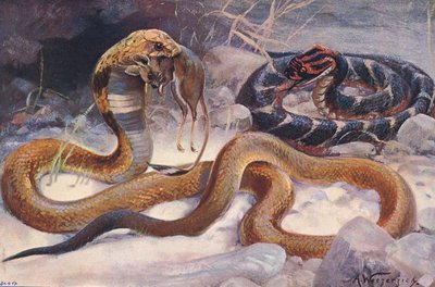 Cobra e Puff Adder, ilustração de "Wildlife of the World", c.1910 (cor litho) de Alfred Weczerzick