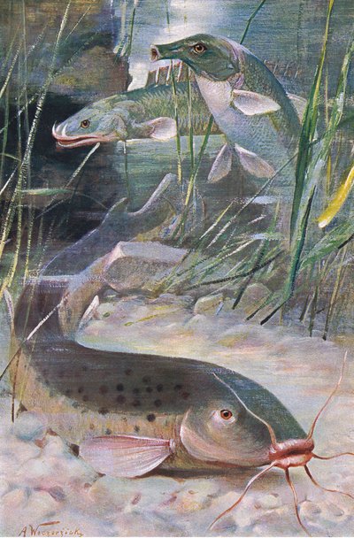 Electric Catfish, Bichir, Trunkfish, ilustração de "Wildlife of the World", c.1910 (cor litho) de Alfred Weczerzick