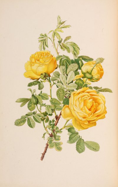 Ilustração do gênero rosa por Ellen Willmott, 1914. de Alfred William Parsons
