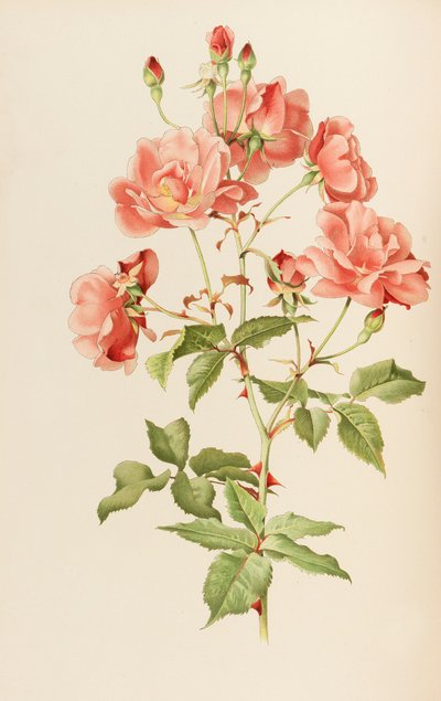 Ilustração do gênero rosa por Ellen Willmott, 1914. de Alfred William Parsons