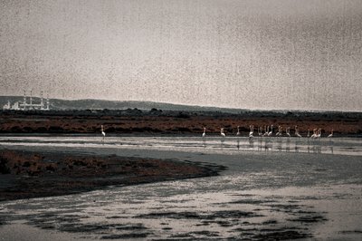 Versammlung, aus der Serie Camargue Flamingos von Alice Gur-Arie