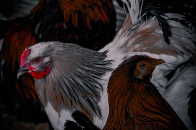 Desta forma, daquela forma, 2016 (fotografia) de Alice Gur-Arie