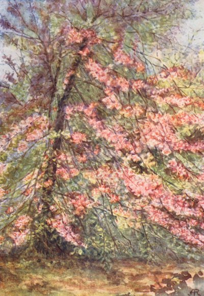 Nova Floresta: Início de maio em "The Enclosure", flor de caranguejo selvagem (litografia a cores) de Alice Julia Argles