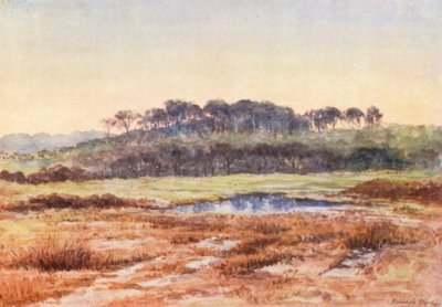 Nova Floresta: De Denny Wood, em direção a Wood Fidley, tarde de dezembro (litografia a cores) de Alice Julia Argles