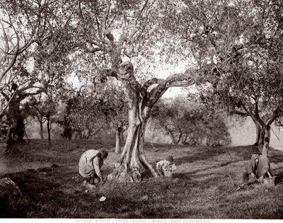 Crianças apanhando azeitonas entre as oliveiras, numa colina em Santa Margherita a Montici, Florença (foto a p/b) de Fratelli Alinari