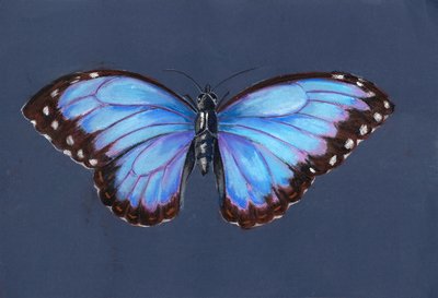 Blue Morpho Butterfly, 2019 (pastel) de Alison Cooper