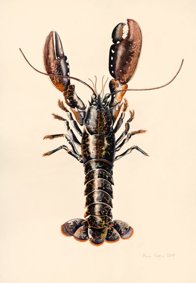 Lagosta de Solva, 2014, aguarela de Alison Cooper