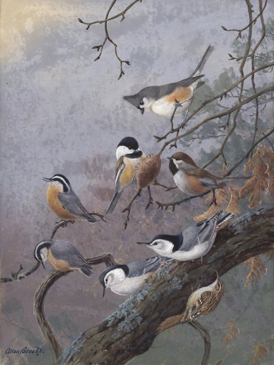 Mistura para pássaros, de Allan Brooks de Allan Brooks