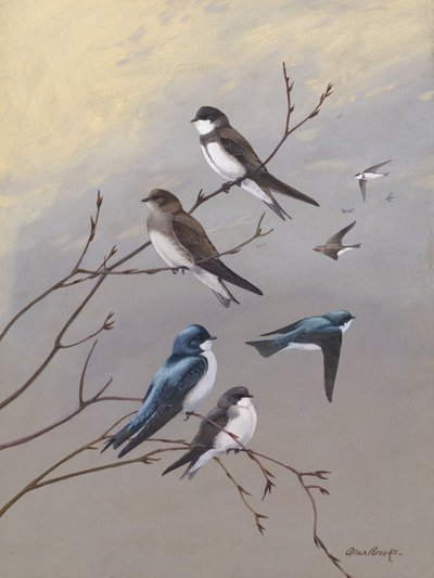 Andorinha, de Allan Brooks de Allan Brooks