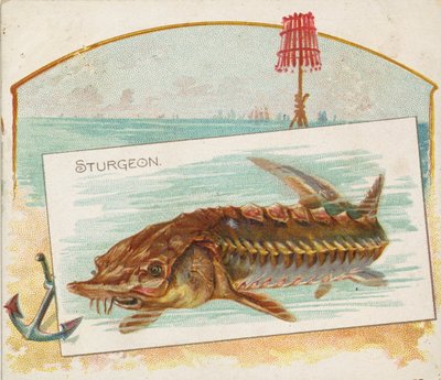 Sturgeon, da série Fish from American Waters N39 para Allen & Ginter Cigarettes, 1889. de Allen and Ginter