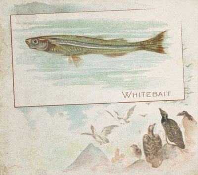 Whitebait, da série Fish from American Waters N39 para Allen & Ginter Cigarettes, 1889. de Allen and Ginter
