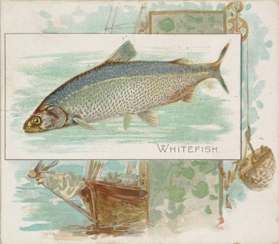 Whitefish, da série Fish from American Waters N39 para Allen & Ginter Cigarettes, 1889. de Allen and Ginter