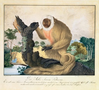 O macaco Saki, 1835 de Aloys Zötl