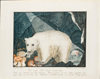 O urso branco, 1844 de Aloys Zötl