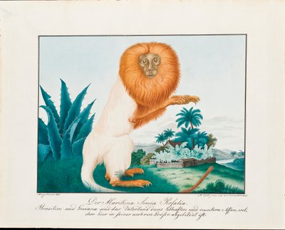 O Saki Branco, 1835 de Aloys Zötl