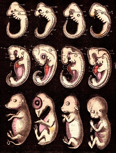 Embriões comparados de 4 vértebras 5 seres vivos): Da esquerda para a direita: porco, galinha, coelho, homem. Desenho de A. Demarle. 1885 de Alphonse Demarle