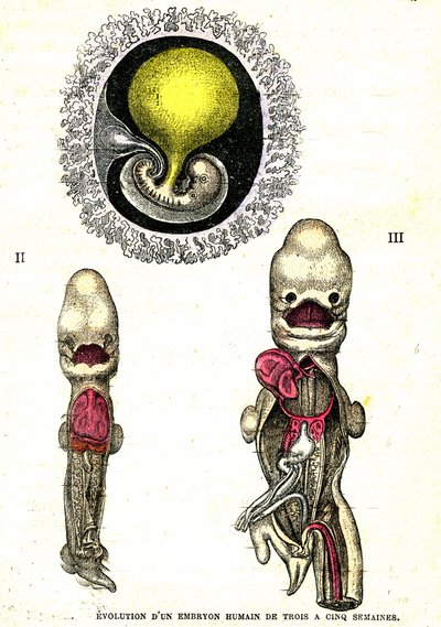 Evolução do embrião humano: Criação Natural e Seres Vivos (por Jules Rengade) de Alphonse Demarle