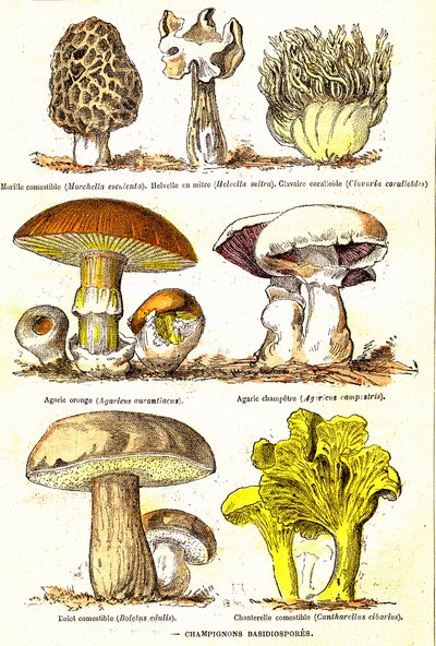 Cogumelos Basidiósporos: Criação Natural e Seres Vivos (De Jules Rengade). Desenho de A. Demarle. 1885 de Alphonse Demarle