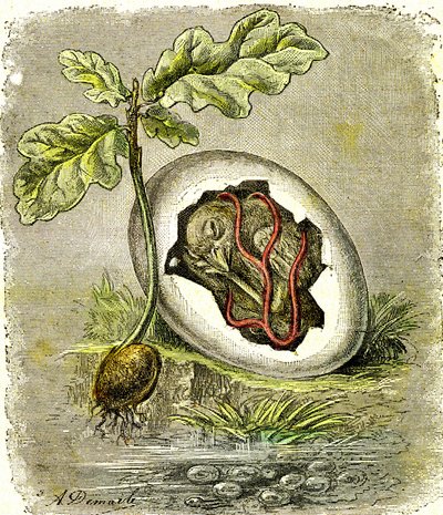 Natureza. Ovo e semente: Primeiro estado dos seres organizados. Criação natural e seres vivos. (J. Rengade) desenho de A. Demarle. 1885 de Alphonse Demarle