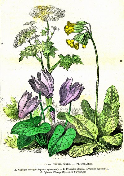 Ombelliferes, Primulacees: Criação Natural e Seres Vivos. Desenho de A. Demarle. 1885 de Alphonse Demarle