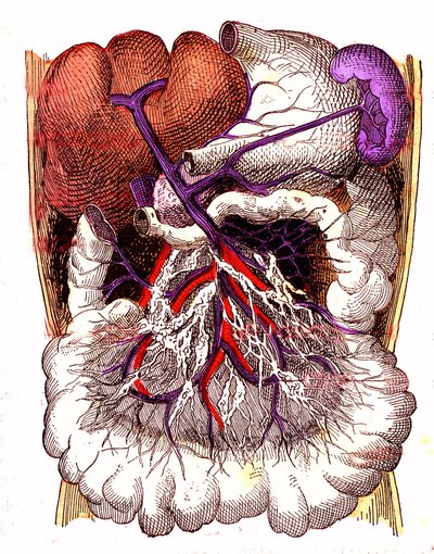 Órgãos de absorção intestinal - A vida normal e a saúde de J. Rengade. Desenho de A. Demarle 1881 de Alphonse Demarle