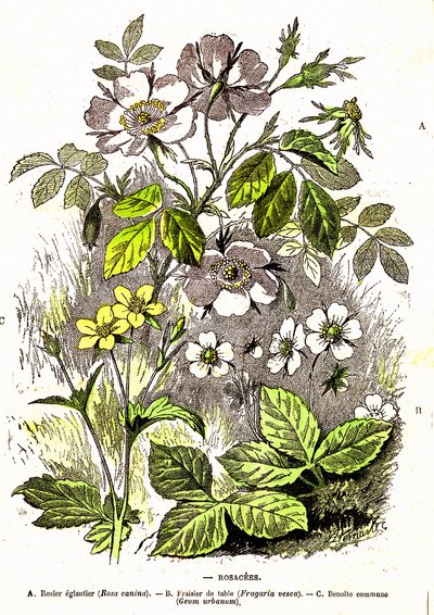 Rosáceas - Criação Natural e Seres Vivos: Desenho de A. Demarle. 1885 de Alphonse Demarle