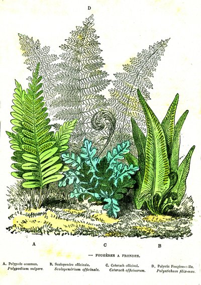 Fugas de Fogaça: Criação Natural e Seres Vivos. Desenho de A. Demarle. 1885 de Alphonse Demarle
