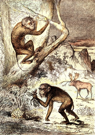 Os Macacos Catarinianos (Período Miocénico): Os Semnopitecos. A criação natural e os seres vivos de J. Rengade. Desenho de A. Demarle de Alphonse Demarle