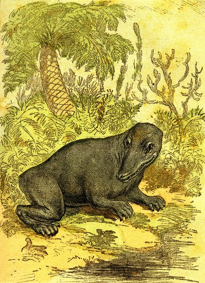 O Labyrinthodonte (Anfíbio): Anfíbio do período carbonífero. Criação Natural e Seres Vivos. Desenho de A. Demarle 1885 de Alphonse Demarle