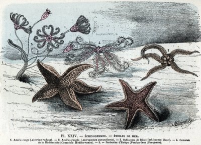 Placa zoológica; equinodermes, estrelas do mar (asteries, ophiocoma, comatum e pentacrine) (Placa zoológica: starfishes) Gravação de "L