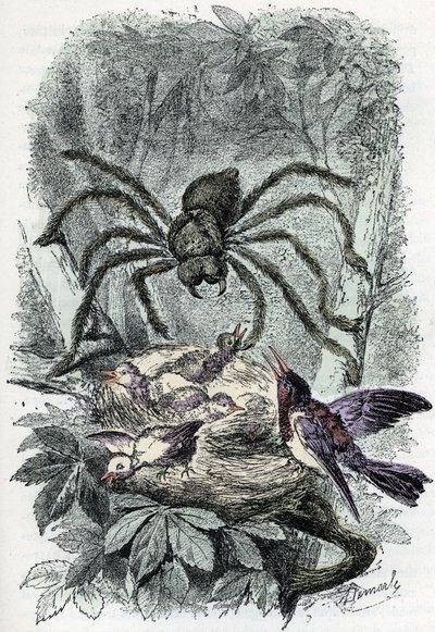 Carta zoológica: aracnídeo, mialha avicular surpreendendo um ninho de mosca-pássaro (placa zoológica: aracnídeo, Avicularia) Gravura de "Homem e Natureza" de Rengade de Alphonse Demarle