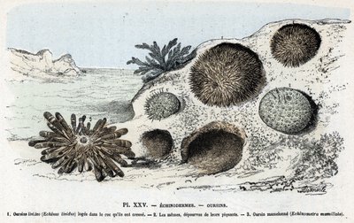 Carta zoológica: equinodermes, ouriços-do-mar (placa zoológica: equinodermes, ouriços-do-mar) Gravação de "L