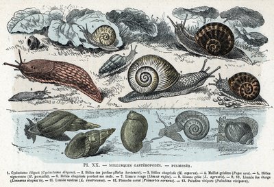 Carta zoológica; moluscos gasterópodes, pulmões (ciclostoma, helice de jardins e tristeza, lesma vermelha, lesma cinzenta, limnee, planorb, paludine...) (Placa zoológica: moluscos gastrópodes tais como lesma, ciclostoma, planorb, limnee) Gravação de "L