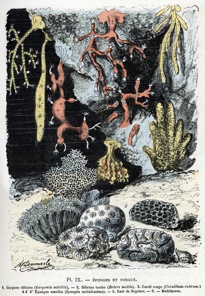 Carta zoológica: esponjas e corais (gorgone, bebryce, coral, esponjas, luva de neptuno (placa zoológica: esponjas e corais) Gravação de "L
