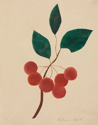 Maçã da Sibéria (aguarela) de Altha Mary Nims