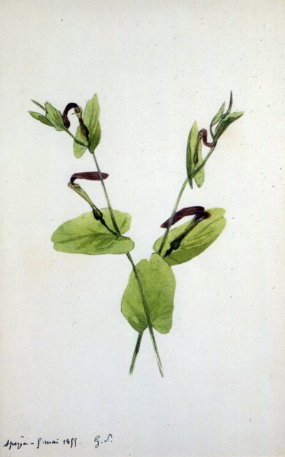 Aristolochia um grande gênero de plantas da família Aristolochiaceae (aquarela) de Amantine Dupin