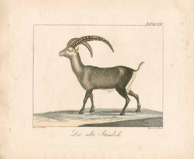 Ibex alpino (gravura a cores) de Ambrosius Gabler