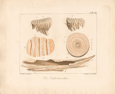 Presas de elefante (gravura em chapa de cobre colorida) de Ambrosius Gabler