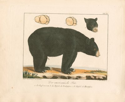 O Urso Americano (gravura em cobre colorida à mão) de Ambrosius Gabler