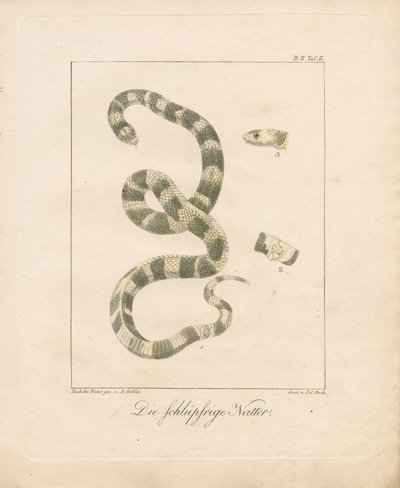 A serpente da erva (litografia colorida à mão) de Ambrosius Gabler