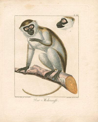 O macaco mouro (gravura em cobre colorida à mão) de Ambrosius Gabler