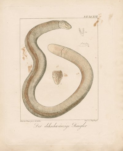 Lagartixa de cauda espessa (gravura em chapa de cobre colorida à mão) de Ambrosius Gabler