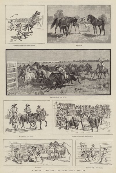 Estação de Criação de Cavalos da Austrália do Sul de Amedee Forestier
