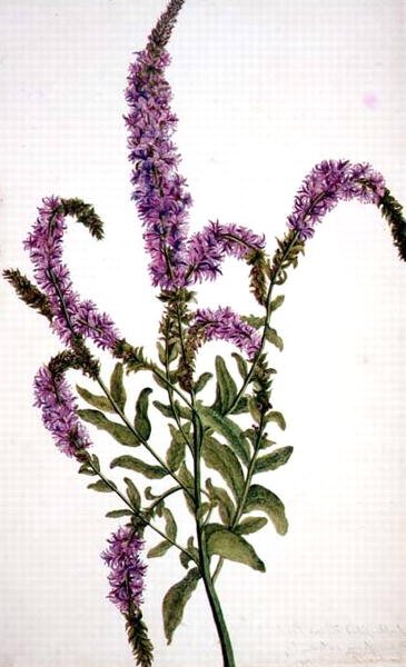 PD.128-1973f.11 Purple Spiked Willow Herb (Epilobium) 1787 (aguarela e guache) de Amelia Fancourt