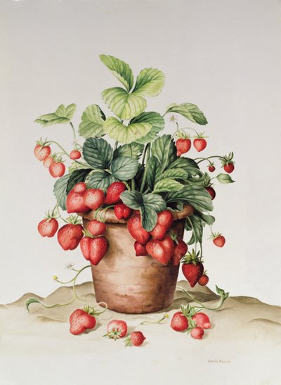Morangos em uma panela, 1998 (wc no papel) de Amelia Kleiser