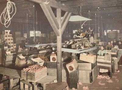 Embalagem laranja em Redlands de American 19th Century, Detroit Photographic Company