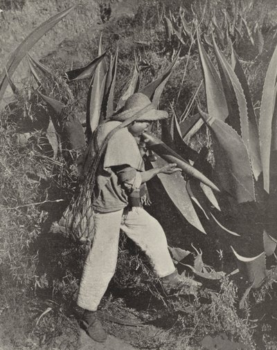 Um Coletor Pulque mexicano (foto a p/b) de American Photographer (after)