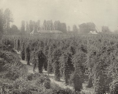 Um Washington Hop Yard (foto a p/b) de American Photographer (after)
