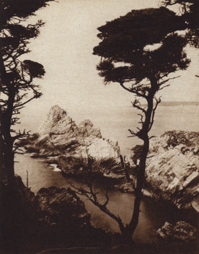Califórnia: Monterey Cypress (foto a p/b) de American Photographer (after)